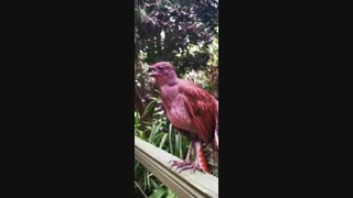 Lyrebird  مرغ چنگ