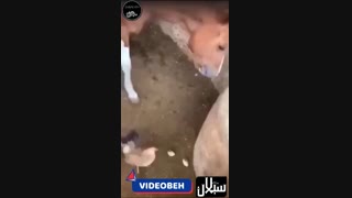 جالب| اسبه جوجه رو خورد!!!