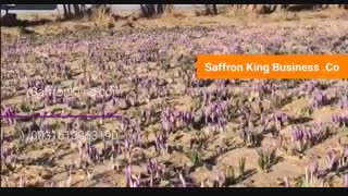 قیمت یک کیلو زعفران در این ماه