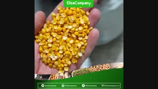 قیمت روز لپه