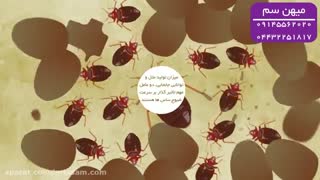 از بین بردن قطعی ساس های خانه با سم خارجی