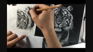 طراحی حیوانات تکنیک کنته وزغال قسمت پنجم(آخر). افروزسعیدیان