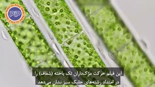حرکت مژکداران در امتداد جلبکها