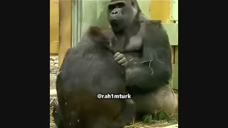 دوبله ترکی  میمون ها خنده دار