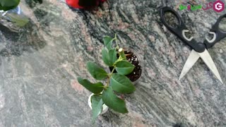 ریشه دار کردن قلمه گل رز