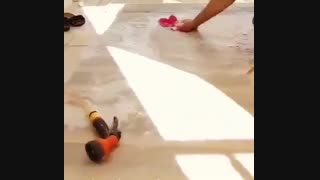 شَستشوی پرده زبرا