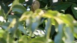 نهال گردو پکان - گردوی مناطق گرمسیری