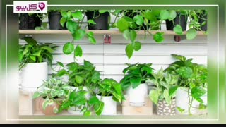 پتوس : مقاوم ترین گیاه آپارتمانی