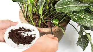 عجیب ترین کاربردهای تفاله قهوه