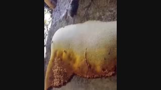 عسل 100 درصد طبیعی برکان