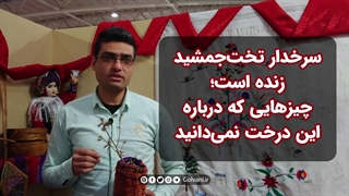 سرخدار تخت‌جمشید زنده است؛ چیزهایی که درباره این درخت نمی‌دانید