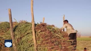 برداشت کنجد در مزارع شوش