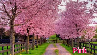 کلیپ زیبا از بہار ساخت خودم ❤️ ❤️