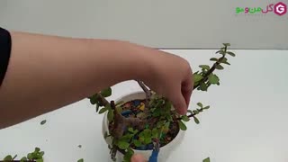 مراحل هرس کردن کراسولا خرفه ای