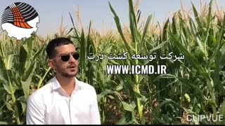 بذر ذرت رقم ۷۰۳