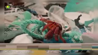 صحنه های تأسف آوری که در اقیانوس ها رخ داده است