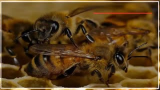 پیشگیری و درمان بیماری نوزوما انگلی در بین زنبور های عسل