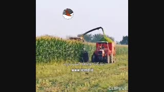 بذر ذرت رقم  ۷۰۳