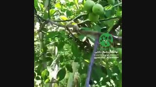 باردهی درخت گردو فرنور پیوندی
