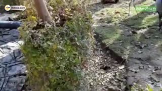 باغ پرندگان اصفهان