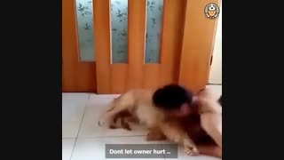 دوست وفادار