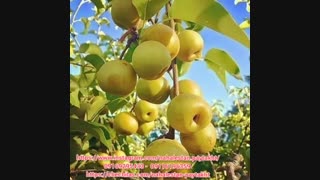 نهالستان پایتخت