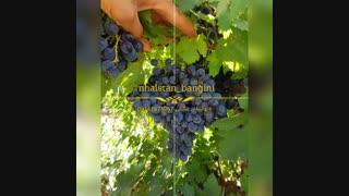 نهالستان انگور سیاه بنگینی
