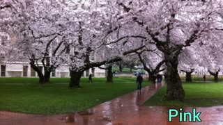 کلیپ زیبا از بہار ساخت خودم ❤️