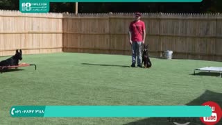 آموزش و تربیت سگ در منزل