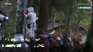 زنبور سرخ قاتل