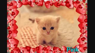 کلیپ زیبا از گربہ ساخت خودم ❤️ ❤️ ❤️