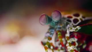 تاثیرات انگل ها و قارچ ها بر زندگی ماهی های زینتی