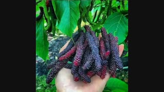 نهالستان طبیعت گستر شگفتی