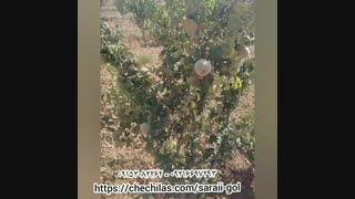 موسسه گل و نهال سارایی در مشهد