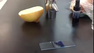 Preparing slide epidermis of onion scales