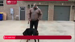 آموزش تربیت سگ روتوایلربرای نگهبانی و نکاتی پیرامون این موضوع