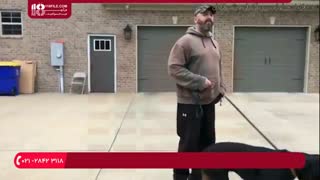 آموزش تفاوت تربیت سگ نگهبان با سگ گارد