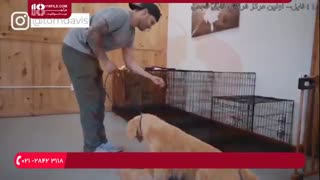 آموزش زمان تشویق کردن سگ در منزل