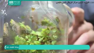 آموزش ساخت تراریوم مخصوص گیاهان آبزی و سردسیر