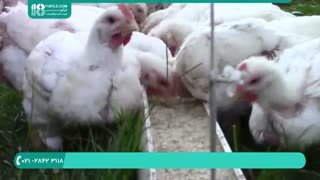 نحوه پرورش و نگهداری از جوجه مرغ و جوجه گوشتی