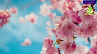 معرفی انواع گل