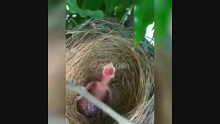 ببینید فقط بخندید ... خخخخخخ