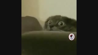 گربه باحال