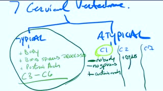 Cervical Vertebrae Anatomy آناتومی ستون فقرات گردنی