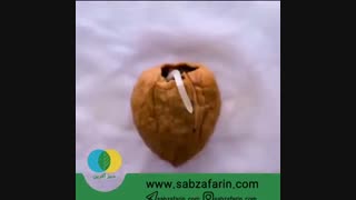 آموزش کاشت گردو در گلدان