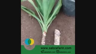 آموزش تکثیر یوکا