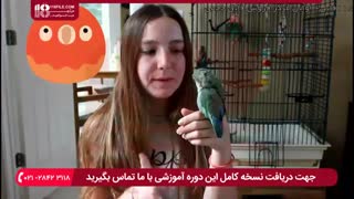 نکات طلایی در مورد نگهداری از طوطی