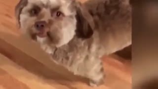 معجزه بزرگ خداوند: چهره این حیوانات شبیه انسان است.