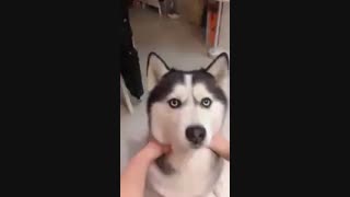 نه من در کل گفتم!!