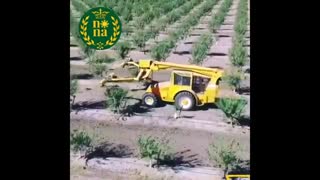 هرس سبز درختان